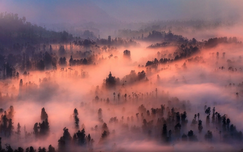 forest, beauty in nature, plant, mist, sunrise - dawn, no people, 720P, tranquil scene, sky, trees, mountains, woodland, morning, mountain peak, nature