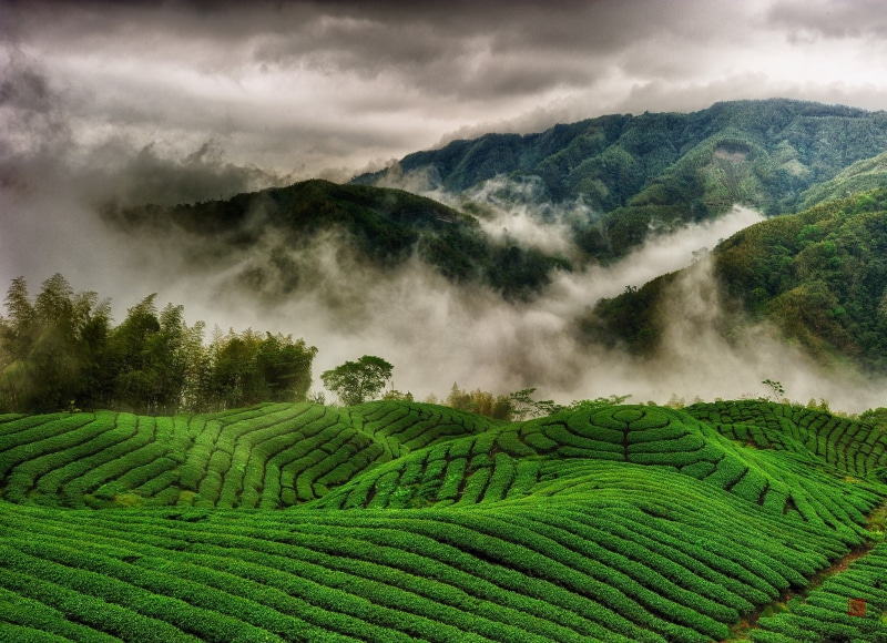 mountains, hills, 1080P, tea, plantations, mountain, clouds, tea plantations, fog, fields, green