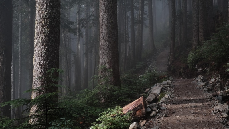 path, landscape, 4K, forest, old growth forest, fog, foggy, tree, forest path