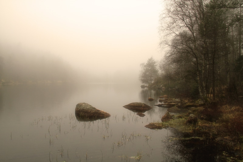nature, outdoors, scenics, explore, morning, outdoor, 5K, bright  light, surrounded, river, misty, wood, forest, water, canon, fog, Landscape, tree, mist