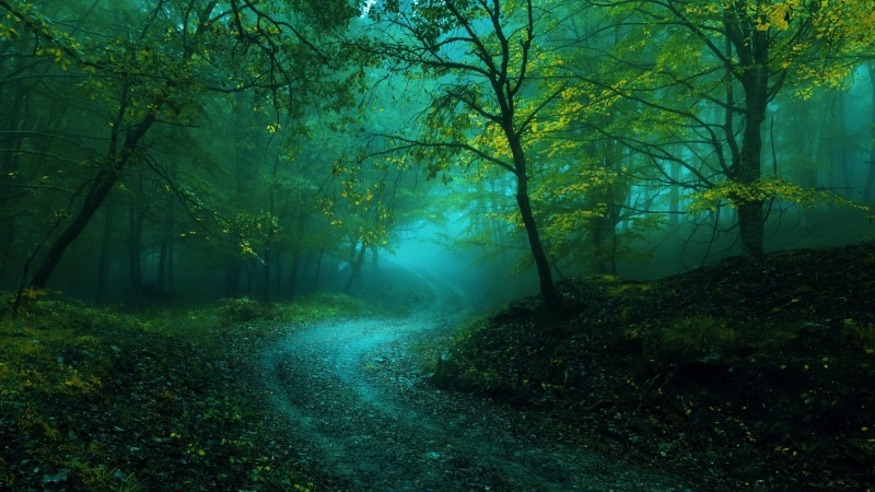 fog, green, tree, mist, 4K, path, woodland, ecosystem, vegetation, curvy path, forest path, forest, misty, nature