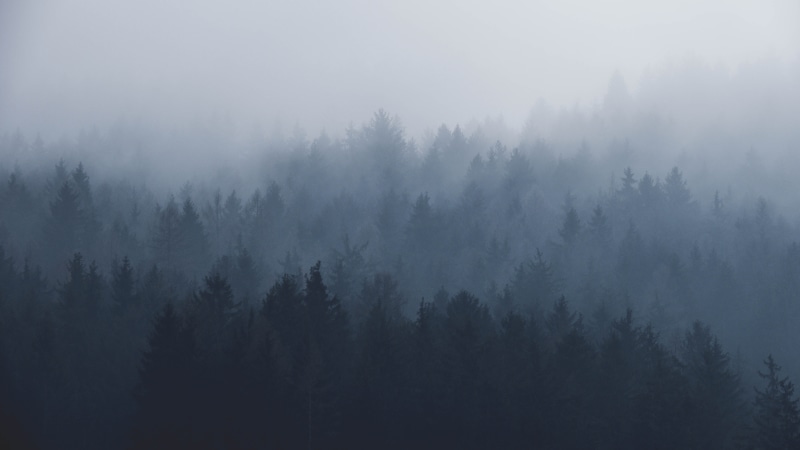 trees, travel, pine tree, wood, nature, coniferous tree, woodland, tranquil scene, growth, scenics - nature, misty, covered, misty forest, environment