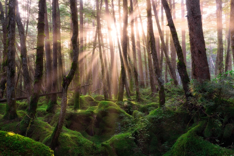 scenics, green Color, green, moss forest, fog, daytime, beauty In Nature, コケ, outdoors, Forest  green, 夏, 5K, green forest, moss, Sunrise, woodland, landscape