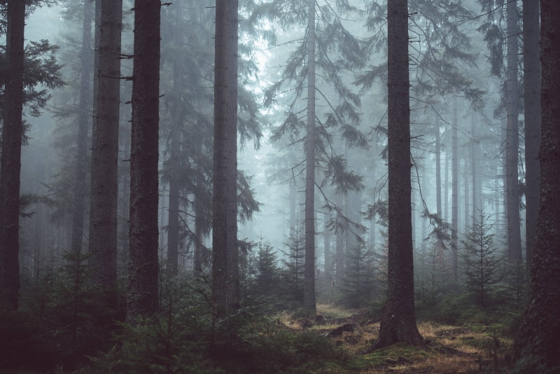mysterious, forest, 5K, woods, misty, eerie, trees