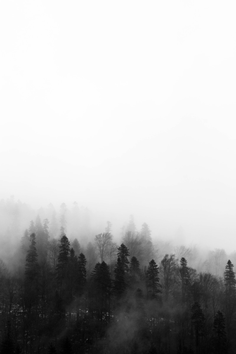 day, sky, land, foggy, hazy, copy space, outdoors, black and white, environment, fog, trees, grey, scenic, light, tranquility, no people, scenics - nature