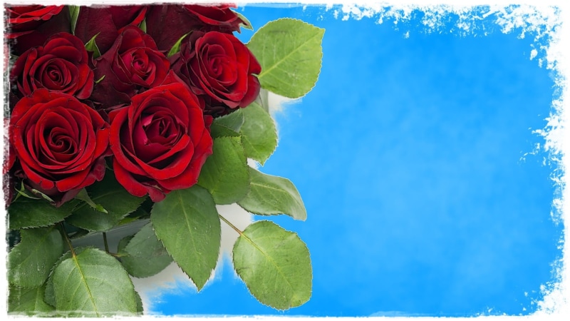beauty in nature, flowers, growth, plant part, flower head, outdoors, freshness, flower, inflorescence, no people, close-up, petal, rose - flower, bouquet