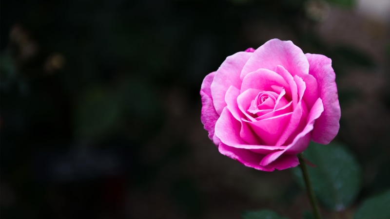 outdoors, close-up, no people, flowers, rose - flower, flower head, springtime, nature, pink, rose, 2K, pink color, inflorescence, plant, beauty in nature