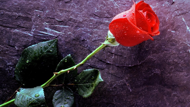 flower head, beauty in nature, vulnerability, close-up, 1080P, no people, leaf, rose - flower, rose, red, fragility, water drops, freshness, high angle view