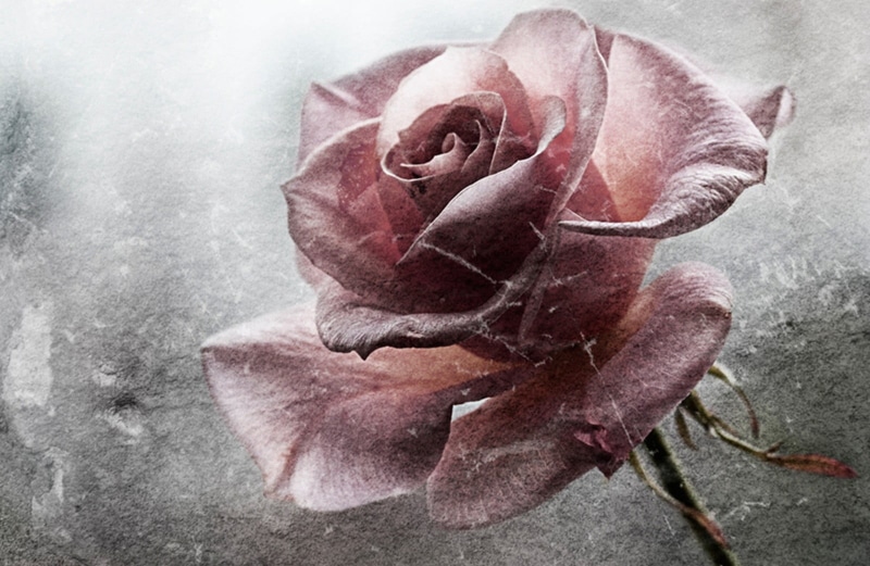 rose, day, pink, purple, growth, grunge, beauty in nature, maroon, freshness, flowers, pink color, plant, fragility, textured effect, vulnerability, nature