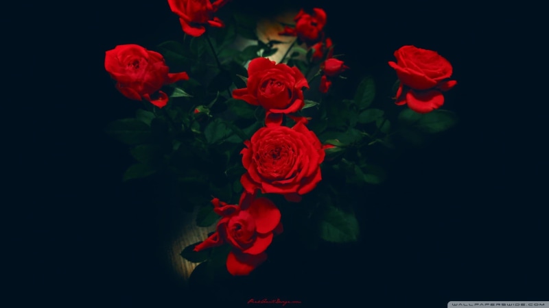fragility, bunch of flowers, rose, red, flowering plant, plant part, flower head, red flowers, plant, freshness, simple background, studio shot, black background
