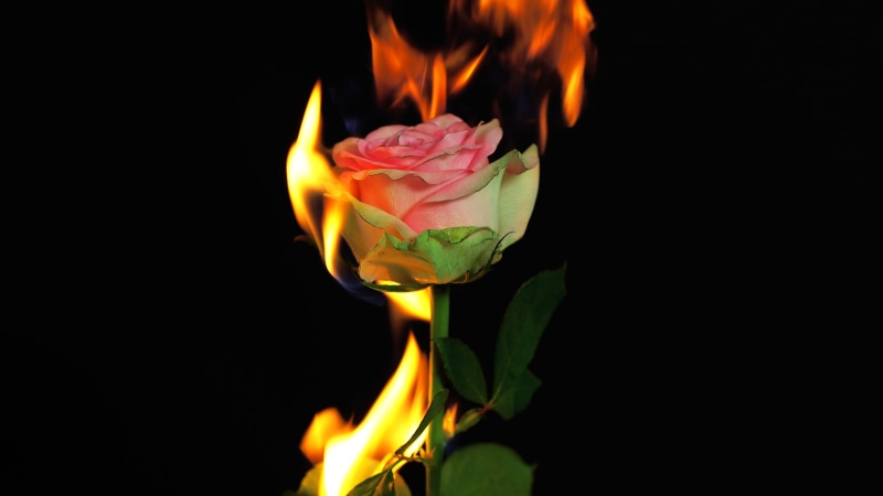 rose - flower, close-up, freshness, flower, flowers, burning, rose, heat - temperature, flame, 4K, beauty in nature, studio shot, flower head, plant, no people