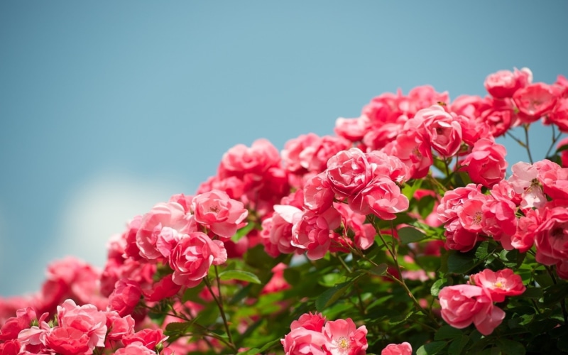 Beautiful, Flowers, roses, Red, Rose, 1080P, Garden, pink
