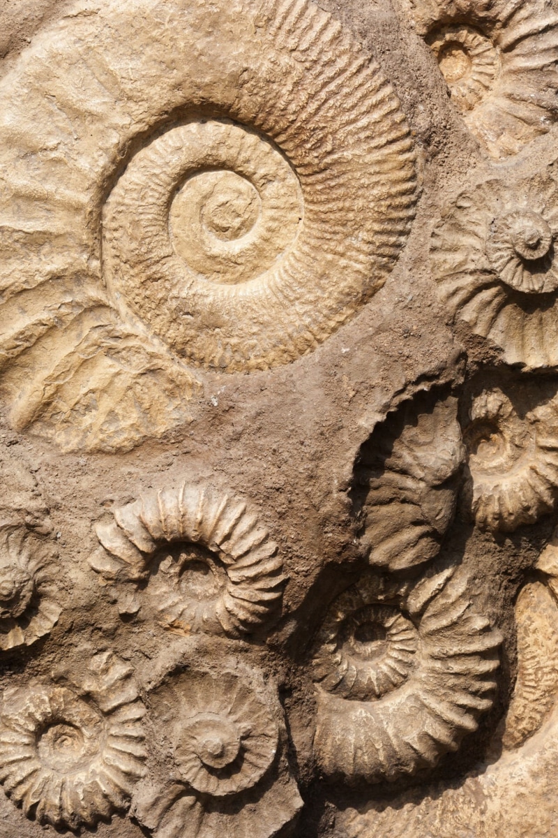 close-up, outdoors, nautilus, geology, 1080P, history, solid, architecture, animal shell, animal body part, animal, evolution, shell, no people, ancient