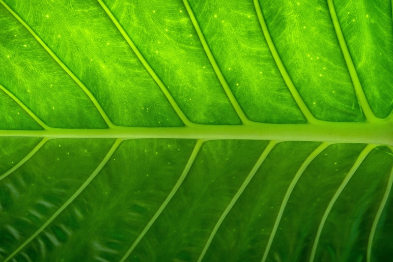 tree, leaves, wild, botany, leaf, plant part, abstract, organic, macro, natural pattern, green Color, summer, plant, environment, freshness, Closeup, 4K