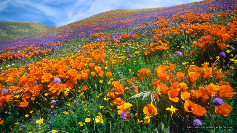 valley, poppies, 2K, Spring/Summer, antelope, california