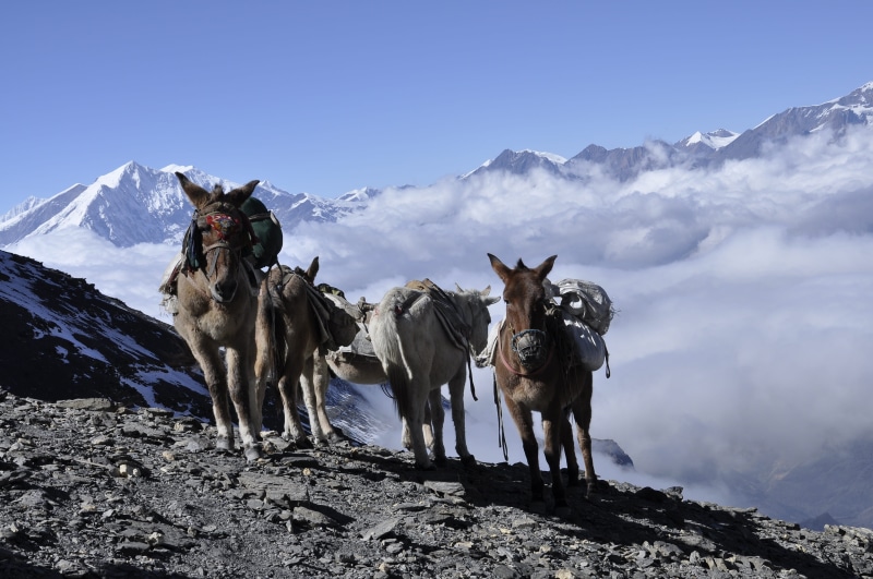 sky, mountain peak, environment, domestic, animal, mountain range, nature, domestic animals, no people, outdoors, cold temperature, day, beauty in nature