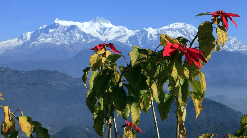 freshness, scenics - nature, beauty in nature, cold temperature, mountain range, 5K, plant, pokhara, snow, flower, mountain, day, no people, nature, plant part