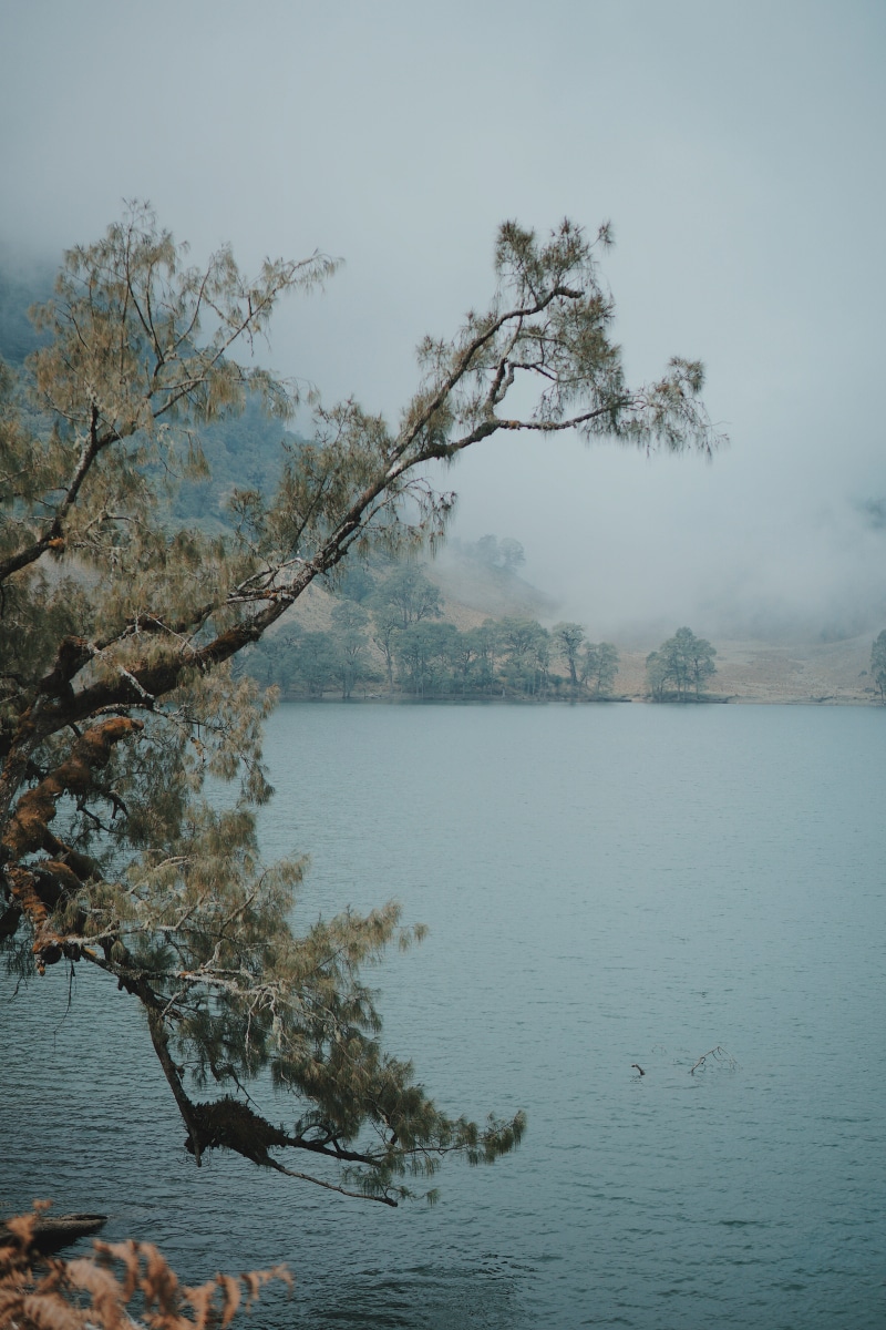 sky, no people, beauty in nature, animals in the wild, vertebrate, day, animal, plant, tranquility, semeru, nature, mountain, tree, tranquil scene, waterfront