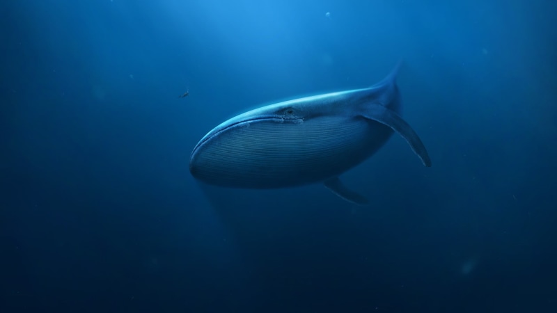 digital art, outdoors, swimming, sea, whale, no people, marine, animal, 1080P, animal themes, sperm, blue, water, underwater, nature, animals in the wild