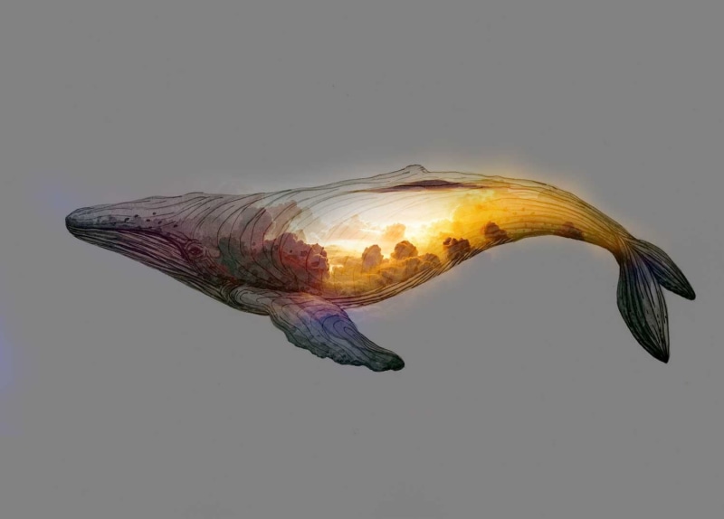 floating on water, simple background, artwork, studio shot, vertebrate, close-up, animal, marine, whale, no people, illustration, animal themes, 720P