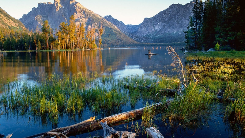 idyllic, tranquil scene, jackson, beauty in nature, mountain range, tree, plant, mount, nature, scenics - nature, moran, non-urban scene, state, grand