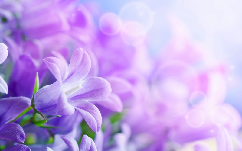  hd, 5K, desktop, purple, flowers