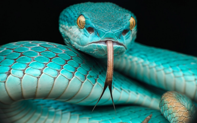 studio shot, timor, desktop, hd, animal, poisonous, selective focus, turquoise colored, pattern, animal themes, animal eye, laptop, snake, mobile