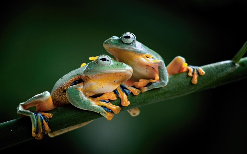 hd, ultra, javan, animals in the wild, day, green color, torrent, one animal, reptile, outdoors, frog, close-up, animal, animal wildlife, amphibian