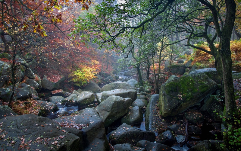 pc, dol, land, autumn collection, water, 5K, day, woodland, rock, leaves, nature, trees, scenics - nature, stream - flowing water, tranquil scene, desktop