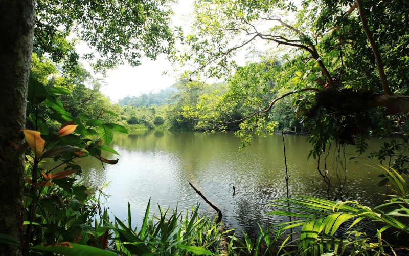 river, lake, green, trophic, desktop, water, forest, rain, landscape, lush, nature, 5K, jungle, hd, vegetation