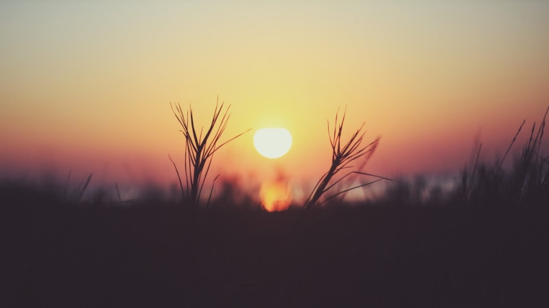 sunrise - Dawn, summer, meadow, land, orange Color, Sun, rural Scene, tranquil Scene, macro, sky, no people, stalk, growth, silhouette, romantic sky, tree