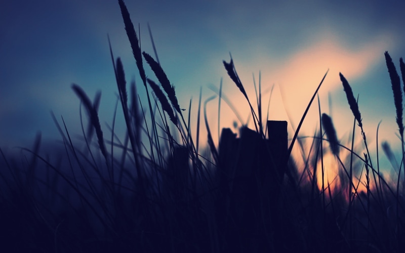 silhouette, non-Urban Scene, freshness, daytime, violet, field, plants, environment, night, dawn, backgrounds, blue, grass, focus on foreground, springtime