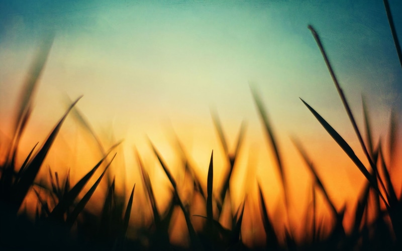springtime, land, sunbeam, growth, gold Colored, meadow, outdoors, scenics, morning, macro, freshness, bright, sunlight, farm, no People, orange, cereal Plant