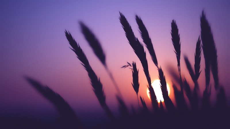sunrise - Dawn, crop, beauty In Nature, sunset, dusk, back Lit, autumn, photo, plant, tranquility, agriculture, close-up, sun, romantic sky, purple, growth