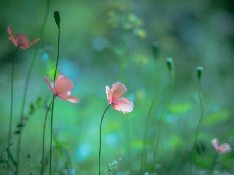 freshness, petaled, nature, vulnerability, focus on foreground, outdoors, plant, close-up, selective focus, focus, petal, flower, green color, 1080P, fragility