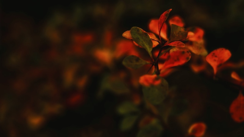 plants, freshness, dark, selective focus, red, flowers, fragility, green, beauty in nature, focus on foreground, close-up, macro, tranquility, 1080P, flowering plant