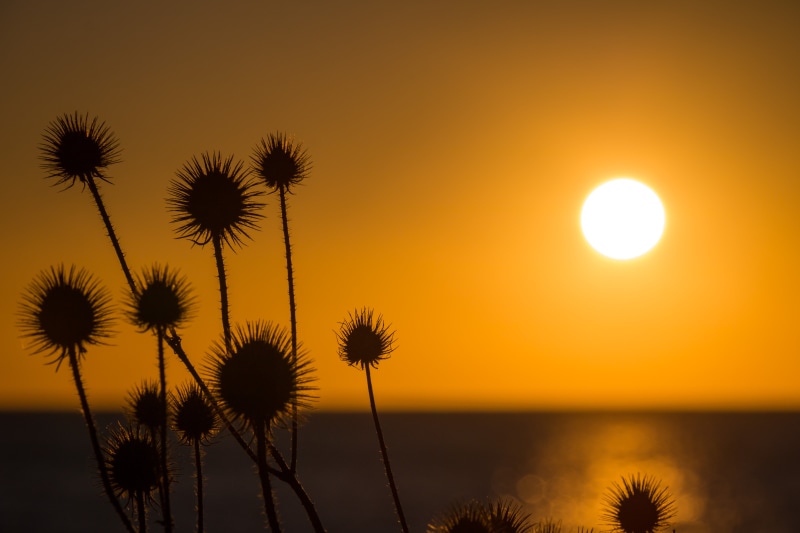plant, geo:location, hav, canon eos, beauty In Nature, geo, beach, s18, mm, focal_length, summer, landscape, model, sun, camera, 5K, exif, city, state