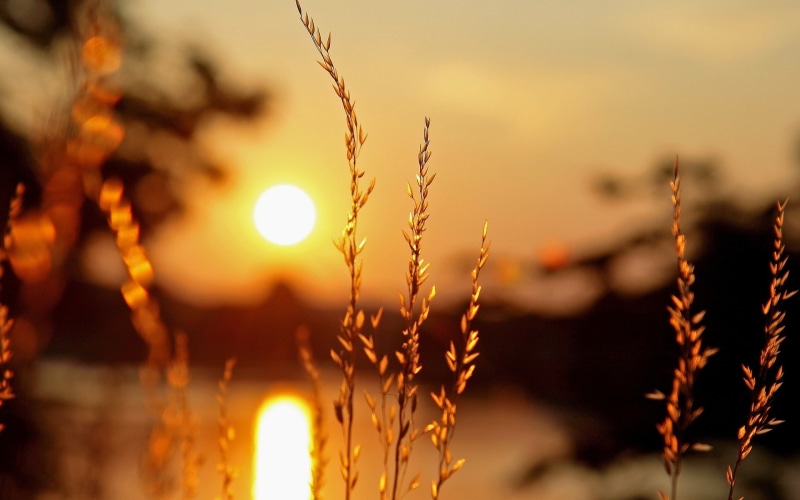 Light, Background, Blur, Plants, 1080P, Macro, Sunset