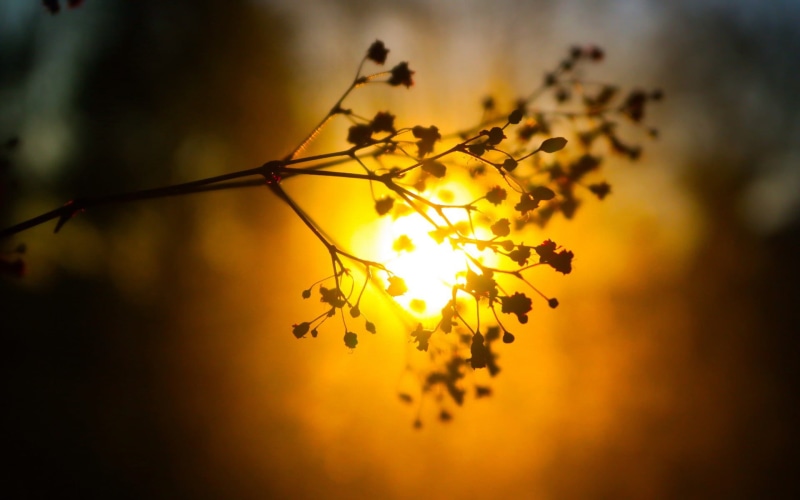 twigs, close-up, blurred, outdoors, no people, selective focus, focus on foreground, plants, twig, back lit, glowing, branch, photo, sky, nature, yellow
