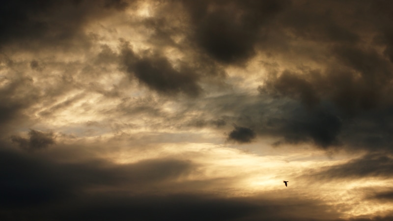 cloud - sky, rain, animal, nature, flying, cloud, figure, rainy, no people, tranquility, cloudy, storm, animal themes, clouds, sunset, autumn, meteorology
