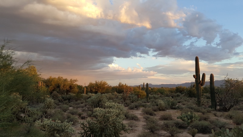 saguaro, sonoran, idyllic, land, sky, western, nature, cloud - sky, succulent plant, tree, cacti, non-urban scene, environment, saguaro cactus, scenics - nature