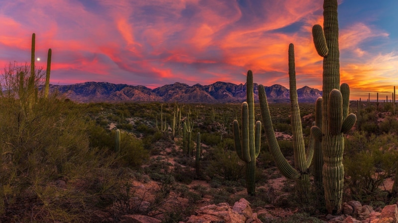 cloud, mountain, no people, scenics - nature, desert, morning, sky, environment, dramatic sky, vegetation, cactus, outdoors, saguaro, plant, tranquility