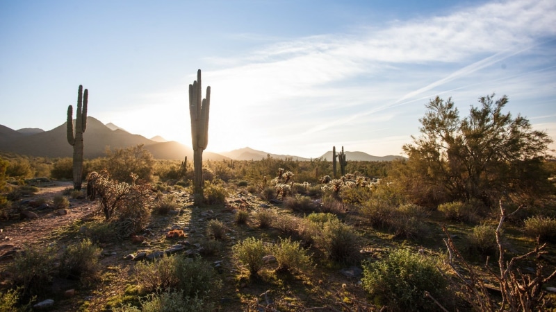 1080P, cloud - sky, non-urban scene, desert, tranquility, environment, nature, land, scenics - nature, sunlight, growth, sky, succulent plant, beauty in nature