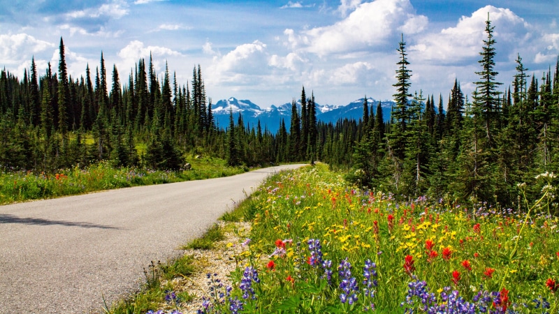 nature, canada, bc, vegetation, 4K, ecosystem, mount scenery, national park, mount revelstoke, landscape, mount revelstoke national park, wilderness, road