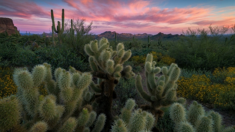 land, outdoors, beauty in nature, nature, scenics - nature, wilderness, field, sky, cacti, tranquil scene, superstition mountains, national park, tree