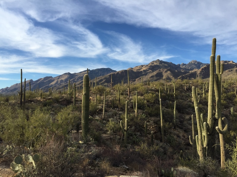 non-urban scene, sonoran, landscape, cloudy, preserve, Desert, cloud - sky, scenics - nature, cactus, agriculture, arizona, outdoors, tucson, scenic, land