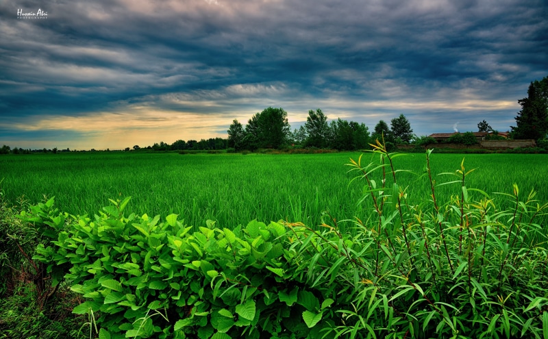 green color, 5K, Beautiful, Field, Landscape, land, tranquility, environment, cloud - sky, sky, Clouds, tree, crop, outdoors, Scenery, fuman, growth, Leaves