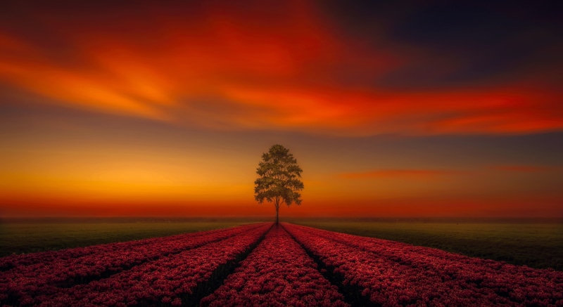 field, tranquility, dusk, no people, sunset, dramatic sky, environment, sky, landscape, beauty in nature, cloud - sky, 4K, tree, tranquil scene, plant