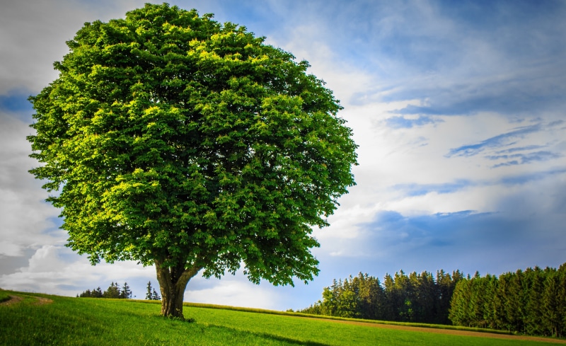 landscape, outdoors, land, scenics - nature, age, lonely, growth, tree, tranquil scene, nature, huge, large, day, handsome, plant, non-urban scene, powerful