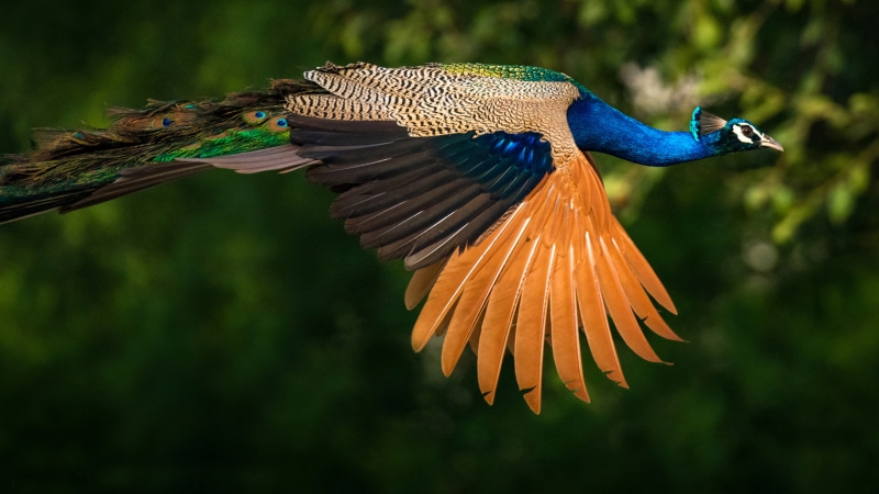 blue, peacock, colored, hd, feathers, phones, green, peafowl, birds, mobile, peacocks, 4K, desktop, ultra, laptop, indian
